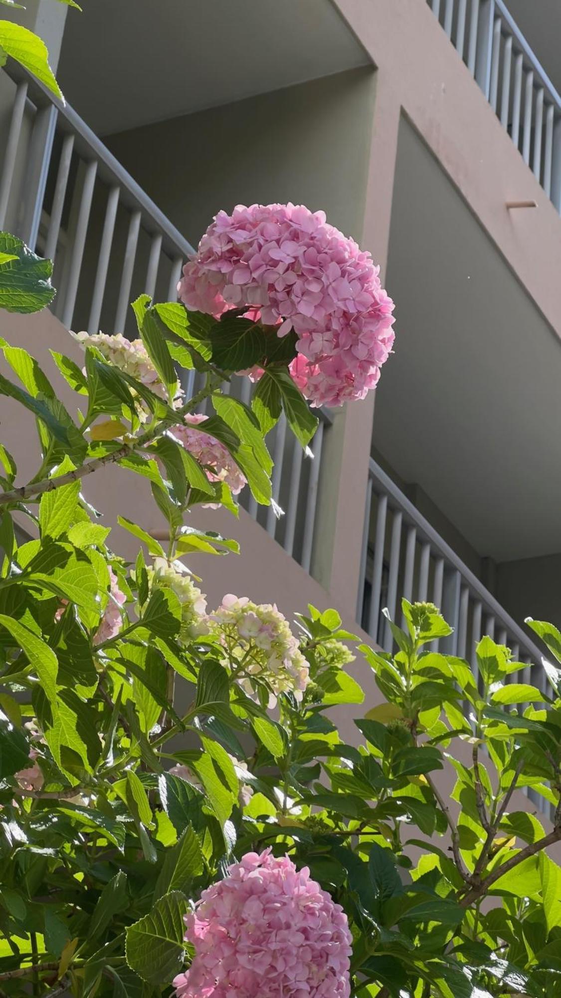 Hotel Sun